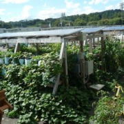 水耕栽培によるサツマイモ大規模収穫