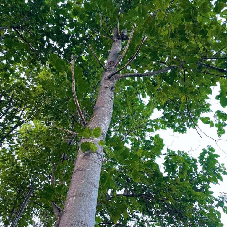 森林・荒廃農地再生と地球温室効果ガス削減の取組み